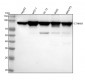 Anti-beta Catenin CTNNB1 Rabbit Monoclonal Antibody